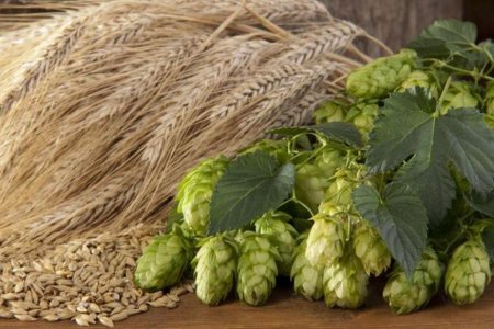 Глава союза производителей ячменя: В РФ производят 10 млрд литров пива в год