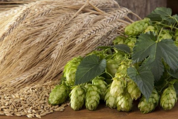 Глава союза производителей ячменя: В РФ производят 10 млрд литров пива в год