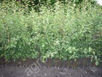 Саженцы онолетние, 2х летние, 3х летние вишни, груши