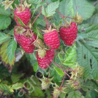 Саженцы Малины 1 летка