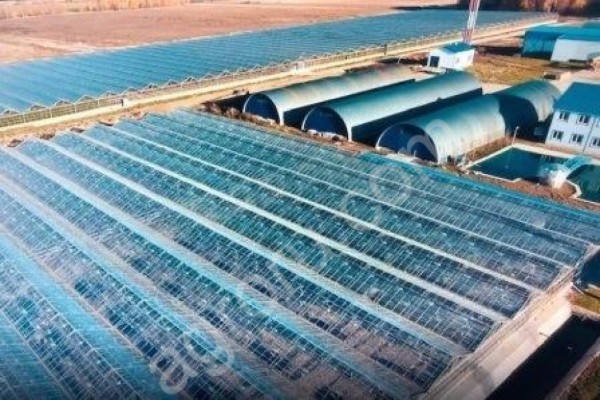 Теплицы 2,55 га с Котельной (газ)