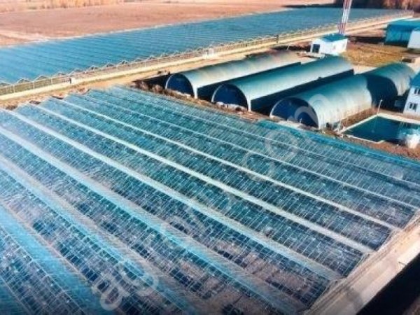 Теплицы 2,55 га с Котельной (газ)