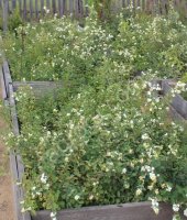 Саженцы деревьев и кустарников