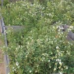 Саженцы деревьев и кустарников