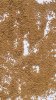 Горчица желтая
