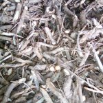 Корень заманихи