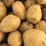 Картофель оптом