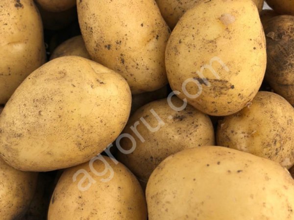 Картофель оптом