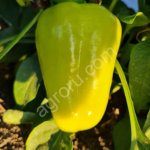 Перец болгарский