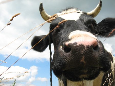 Предприятия Комос групп выпускают лучшие продукты в Удмуртии