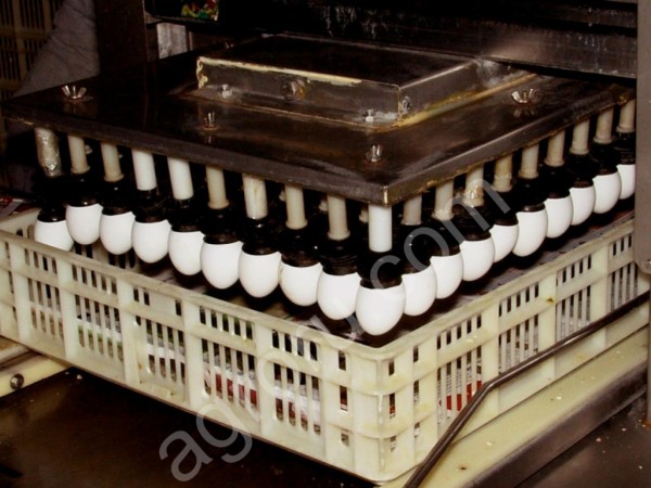 Инкубационное яйцо бройлера кросса РОСС 308 (ROSS-308), КОББ-500 (COBB-500)
