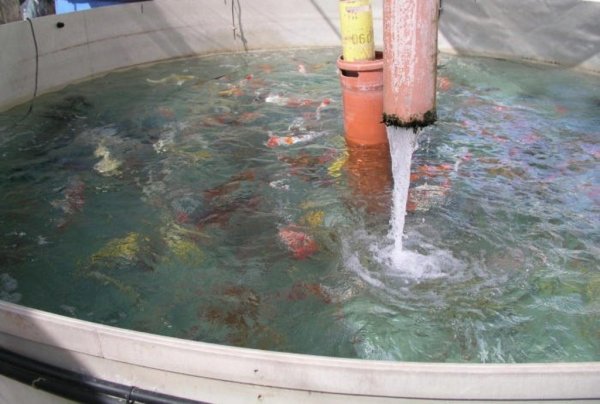 В Камызякском районе грубо нарушены ветеринарно-санитарные правила