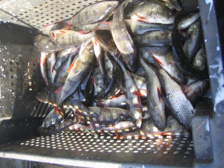 Регулирование добычи  анадромных видов рыб в Магаданской области