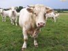 В Казахстане крупнорогатый скот ставят на учет