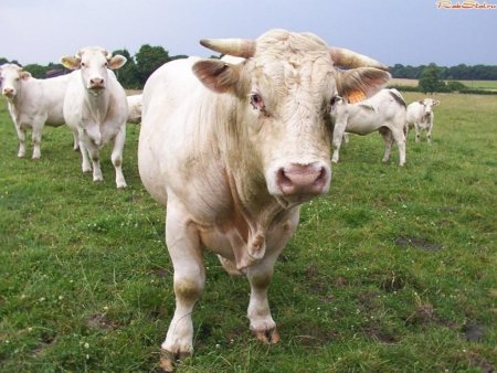 В Казахстане крупнорогатый скот ставят на учет