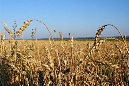 Украинское зерно дорожает