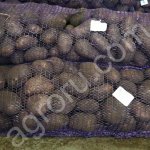 Картофель оптом розовый крупный сорт Манифест