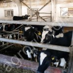 Телят на доращивание