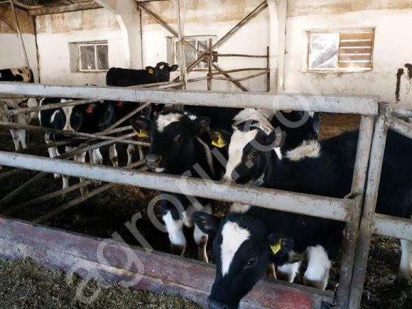 Телят на доращивание