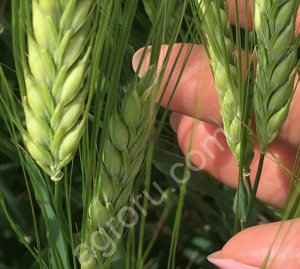 Семена ярового ячменя