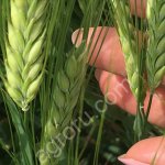 Семена ярового ячменя