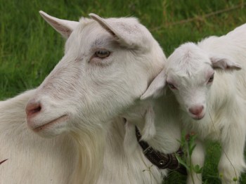 В Пензенской области намечено построить фермы по разведению коз