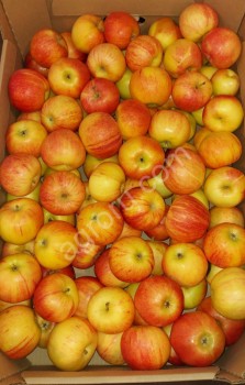 Яблоки Гала оптом
