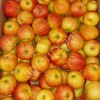Яблоки Гала оптом