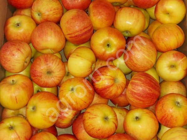 Яблоки Гала оптом