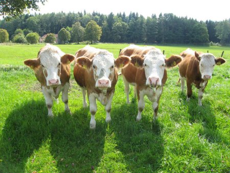 ОАО Агрокомплекс им. В.М.Зайцева на пути развития