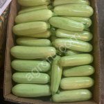 Кабачок оптом