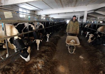 В Челябинской области резко сократилось дойное стадо