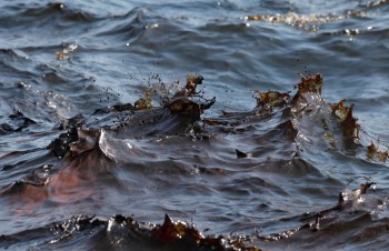 Экологическая катастрофа на Волконском водохранилище