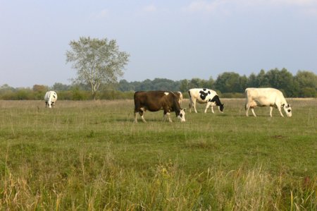 Молоко с летних пастбищ