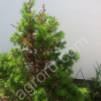 Натуральное средство для защиты/удобрения растений