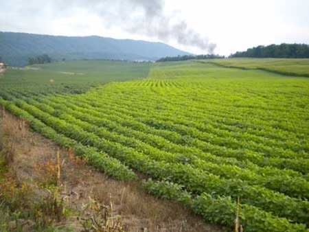 Перспективы урожая сои в Аргентине ухудшились