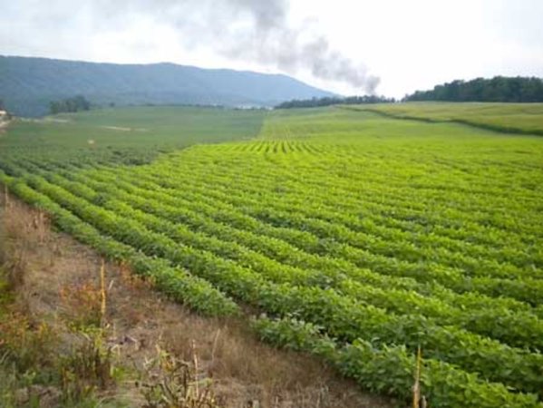 Перспективы урожая сои в Аргентине ухудшились