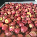 Яблоки оптом от производителя