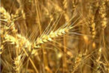 Аграрии Луганской области приступили к уборке ранних зерновых