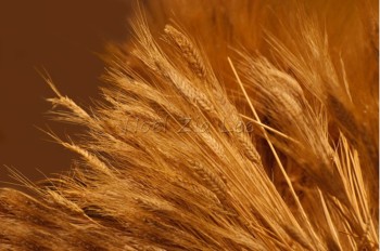 На мировых биржах вновь резкий взлет размеров пшеничных котировок