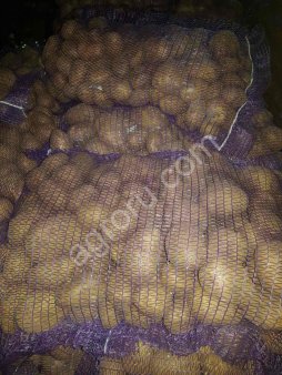 Картофель товарный белых и розовых сортов