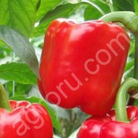 Болгарский перец сорта Калифорния уондер