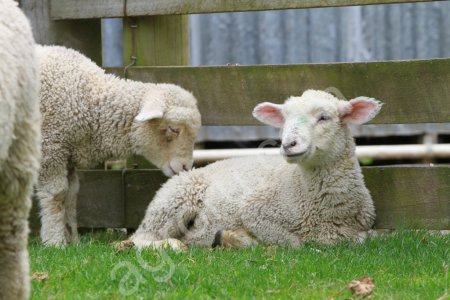 Овца с ягненком