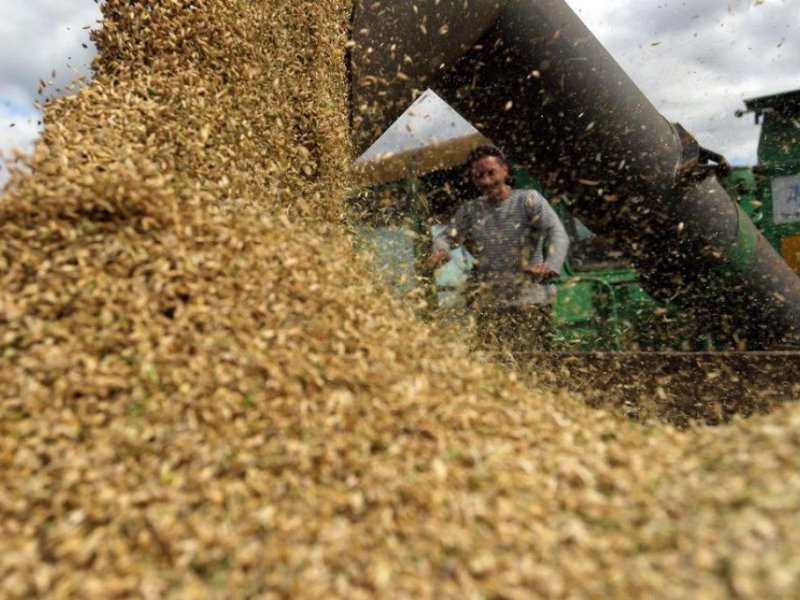 Прогнозы и цифры - Краткий обзор рынка зерна