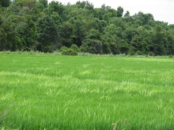 Сочинским фермерам в кредитах не отказывают