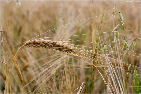 В Украине 87,7% озимых зерновых находятся в хорошем и удовлетворительном состоянии