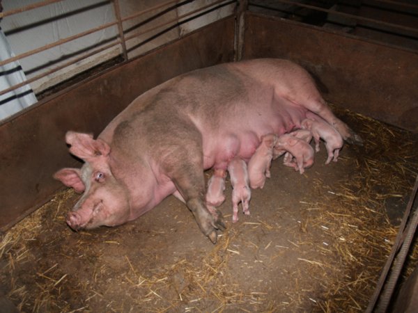 Оценка качества спермы при искусственном осеменении: методы и практические нормы