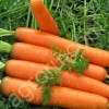 Молодую морковь в пучках