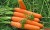 Молодую морковь в пучках