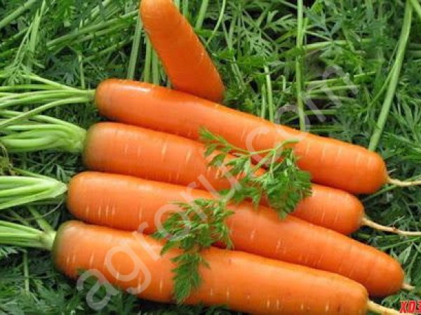 Молодую морковь в пучках